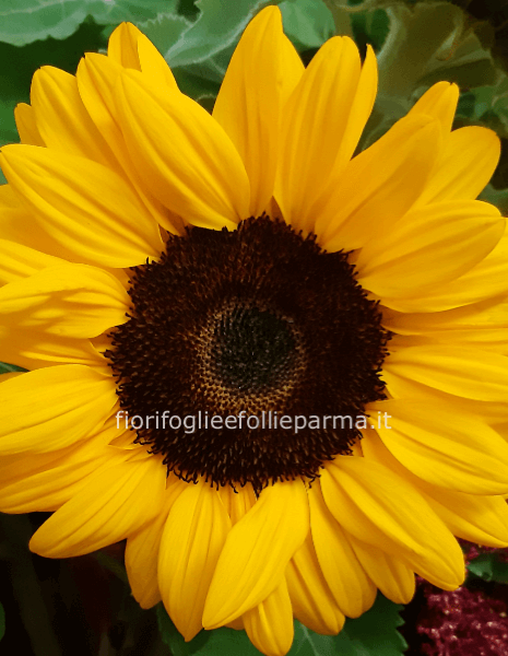 mazzo  girasole
