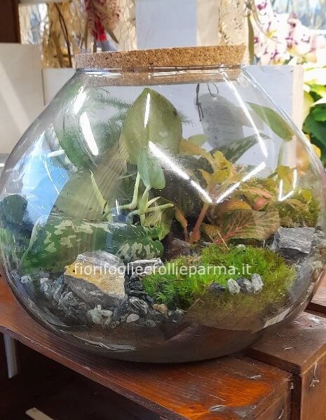 Terrarium verde