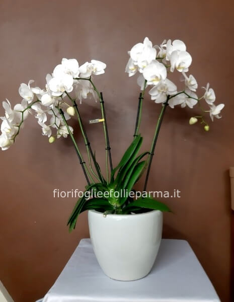 PHALAENOPSIS TEATRO CON COPRIVASO IN CERAMICA O VETRO