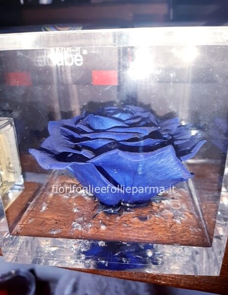Flowercube blu 6x6