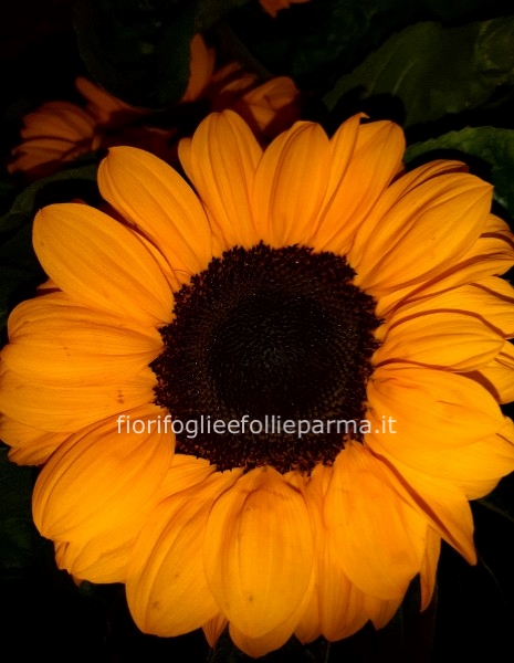 bouquet girasole